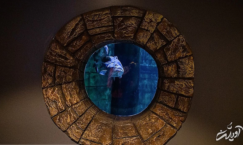 (تصاویر) آکواریوم انزلی